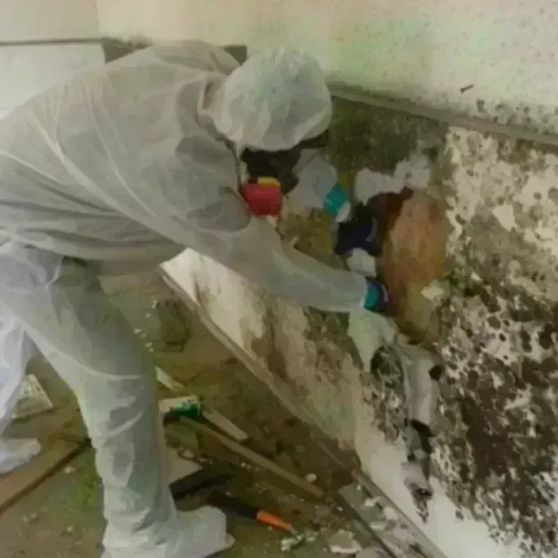 Mold Remediation and Removal in Folkston, GA